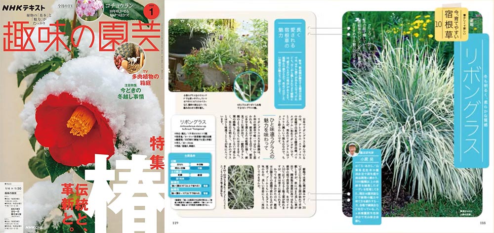 NHK趣味の園芸2026.1月号【連載】懐かしくて新しい 今、育てやすい 宿根草　第10回「リボングラス」JGN創立メンバー 園芸家 小黒 晃氏
