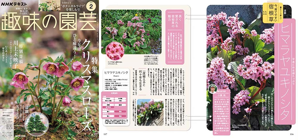 NHK趣味の園芸2026.2月号【連載】懐かしくて新しい 今、育てやすい 宿根草　第11回「ヒマラヤユキノシタ」JGN創立メンバー 園芸家 小黒 晃氏