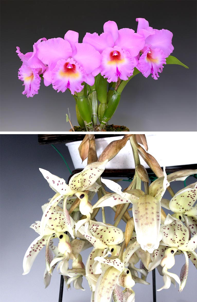 2026年1月8～12日第65回全日本蘭協会洋らん展　サンシャインシティ世界のらん展2026　～彩と香りの世界へようこそ～