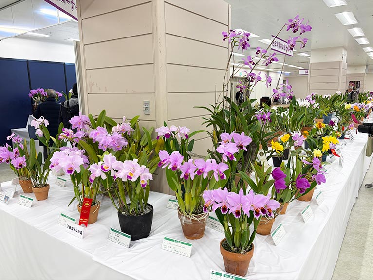2026年1月8～12日第65回全日本蘭協会洋らん展　サンシャインシティ世界のらん展2026　～彩と香りの世界へようこそ～ サンシャインシティ世界のらん展2026を訪問しました 色とりどりのランが咲き誇る会場