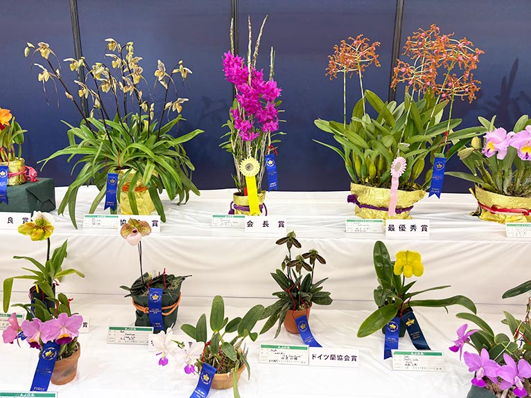 2026年1月8～12日第65回全日本蘭協会洋らん展　サンシャインシティ世界のらん展2026　～彩と香りの世界へようこそ～ サンシャインシティ世界のらん展2026を訪問しました 入賞花が集まるコーナー