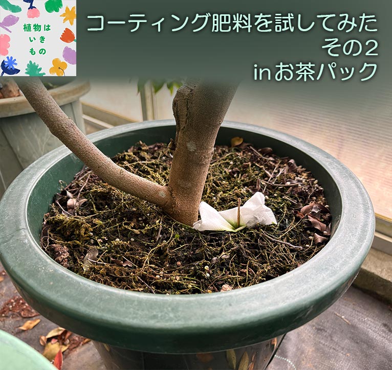 コーティング肥料を試してみた・その2 inお茶パック　コラム「植物はいきもの」