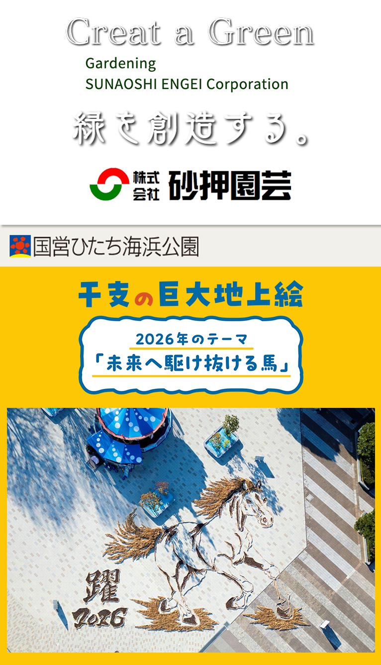 2025年12月13日～2026年1月12日展示　国営ひたち海浜公園の2026年の干支「午」の巨大地上絵を制作しました！　株式会社砂押園芸