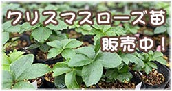 Zoony Garden クリスマスローズ苗、販売
