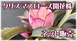 Zoony Garden クリスマスローズ開花予定株、販売