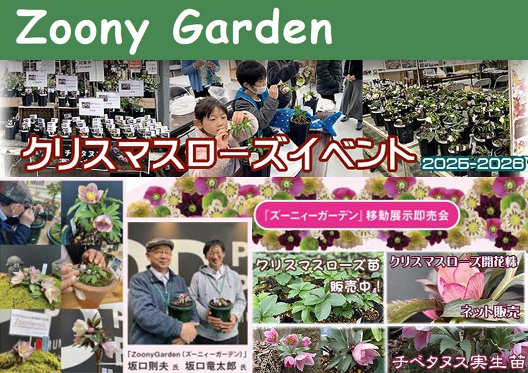 2025年12月20日～2026年3月8日 Zoony Gardenクリスマスローズイベント2025-2026(即売会・セミナー講師：坂口則夫氏・坂口竜太郎氏) クリスマスローズ苗・開花予定株 / チベタヌス実生苗 販売中！
