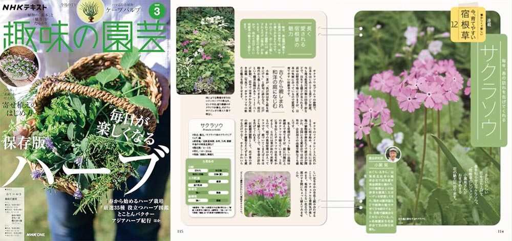 NHK趣味の園芸2026.3月号【連載】懐かしくて新しい 今、育てやすい 宿根草　第12回「サクラソウ」JGN創立メンバー 園芸家 小黒 晃氏