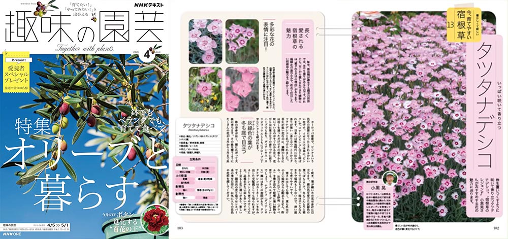 NHK趣味の園芸2026.4月号【連載】懐かしくて新しい 今、育てやすい 宿根草　第13回「タツタナデシコ」JGN創立メンバー 園芸家 小黒 晃氏