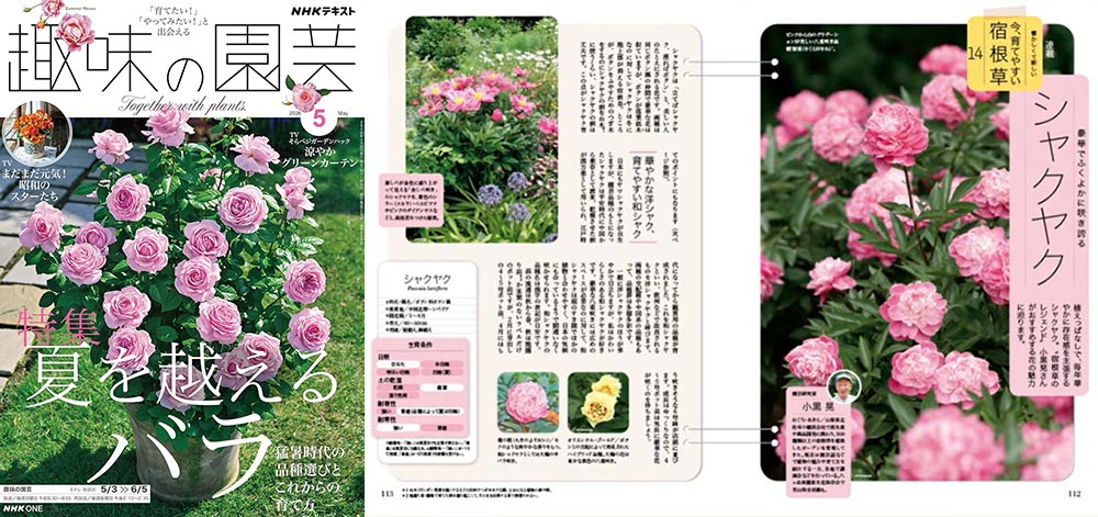 NHK趣味の園芸2026.5月号【連載】懐かしくて新しい 今、育てやすい 宿根草　第14回「シャクヤク」JGN創立メンバー 園芸家 小黒 晃氏