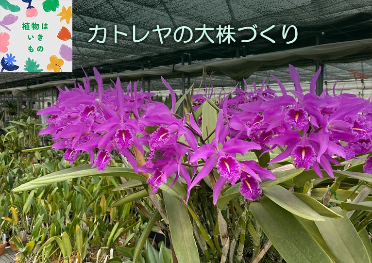 カトレヤの大株づくり コラム「植物はいきもの」