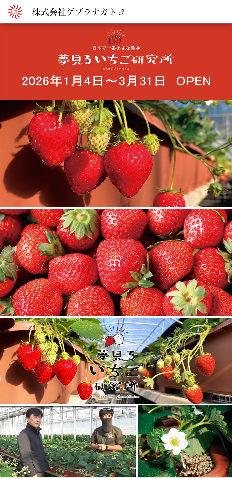 2026年1月4日～3月31日いちご狩り 夢見るいちご研究所2026 株式会社ゲブラナガトヨ