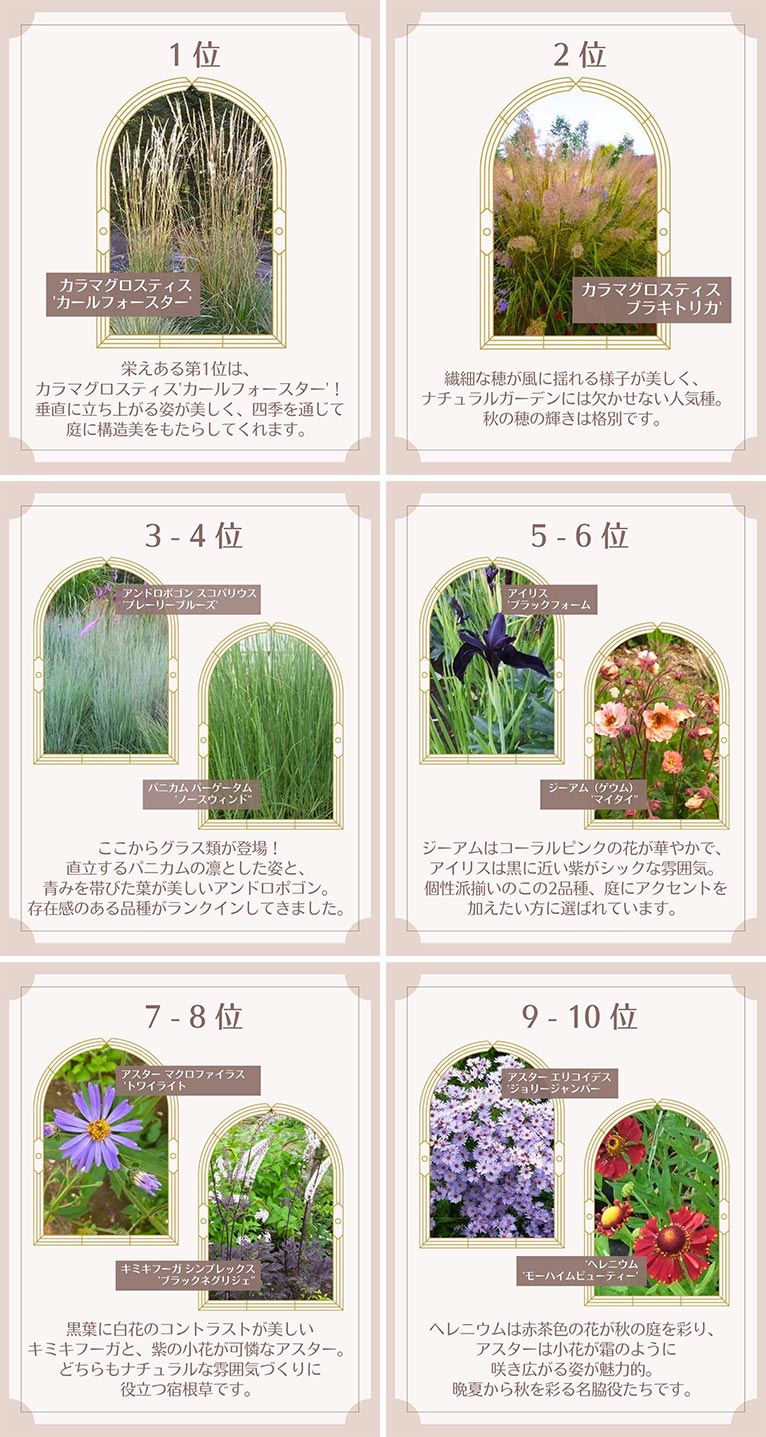 2025年 宿根草 TOP10！ 大森ガーデン