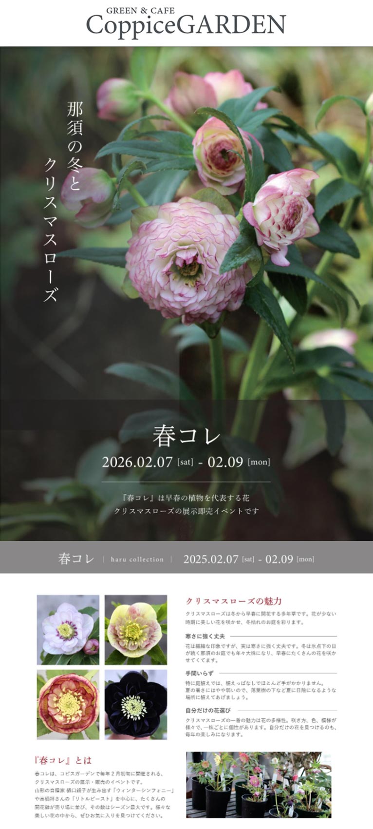 2026年2月7～9日コピスガーデン『春コレ2026』講習会 講師：園主 佐々木清志郎さん・堀切園 樋口尚貴さん　コピスガーデンオンラインショップで クリスマスローズ「ウィンターシンフォニー」販売！