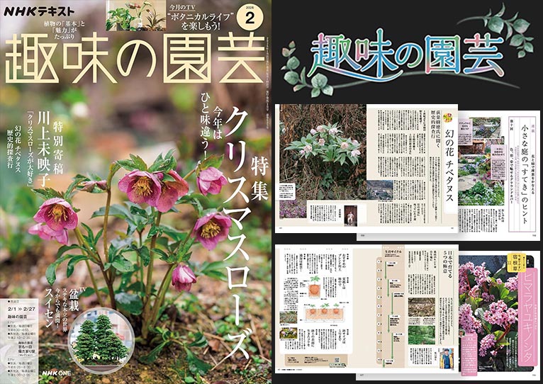 NHK趣味の園芸2026.2月号『幻の花 チベタヌス 荻巣 樹徳氏に聞く歴史的探査行』『チベタヌス 日本で育てる5つの極意』坂口 則夫氏【連載】色、形、姿で魅せるグラウンドカバー 天野 麻里絵氏【連載】懐かしくて新しい 今、育てやすい 宿根草「ヒマラヤユキノシタ」小黒 晃氏