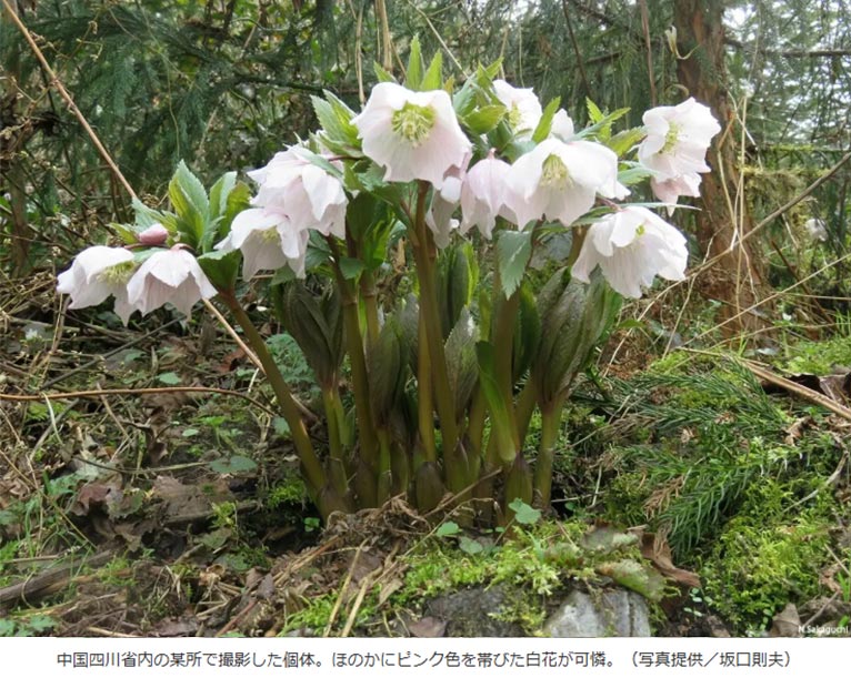 NHK趣味の園芸2026.2月号こぼれ話〈幻の花 ヘレボルス・チベタヌス〉クリスマスローズの可能性を探る！「チベタヌス交配」の現在地　JGNメンバー Zoony Garden坂口 則夫氏