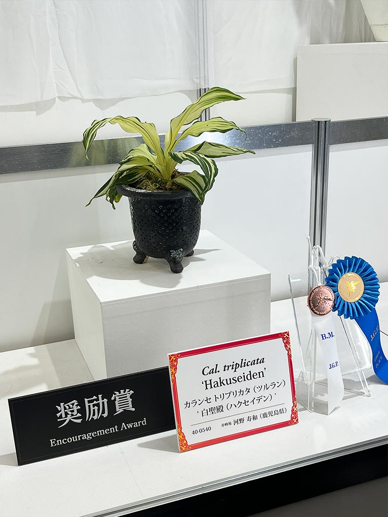 2026年2月5～11日『世界らん展2026-花と緑の祭典-』に出かけました。JGNメンバー 河野寿和さん（寿峰苑）が奨励賞を受賞