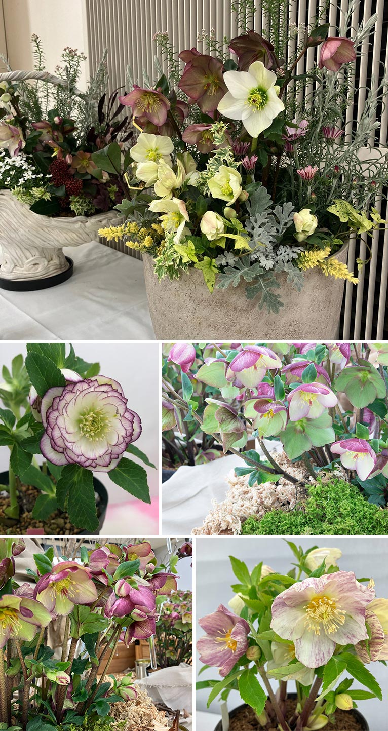 2026年2月20・21日『クリスマスローズの世界展2026』～魅惑の花たちの宴～サンシャインシティ