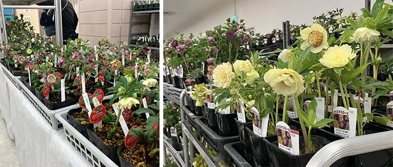 2026年2月20・21日『クリスマスローズの世界展2026』～魅惑の花たちの宴～サンシャインシティ　クリスマスローズの世界展場内園芸研究家の金子明人先生、クリスマスローズマーケット