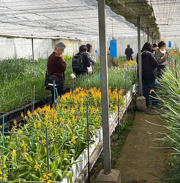 2026年3月14日開催 現地集合！JGNナーセリーツアー『【特別公開】三宅花卉園見学会2026』～育種のプロ・三宅 勇さんに学ぶ、宿根草と球根の世界～を終えて 広いハウス内をじっくり歩く