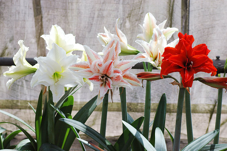 2026年3月14日開催 現地集合！JGNナーセリーツアー『【特別公開】三宅花卉園見学会2026』～育種のプロ・三宅 勇さんに学ぶ、宿根草と球根の世界～ 八重咲アマリリス