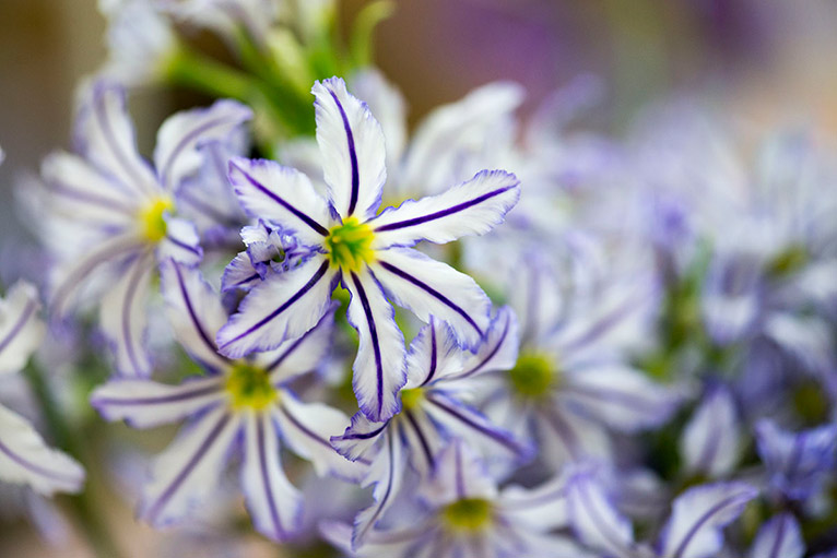 2026年3月14日開催 現地集合！JGNナーセリーツアー『【特別公開】三宅花卉園見学会2026』～育種のプロ・三宅 勇さんに学ぶ、宿根草と球根の世界～ リューココリーネ’ジャパンブルー’