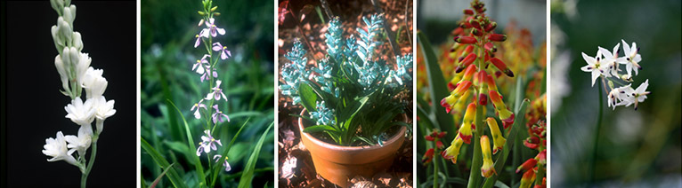 2026年3月14日開催 現地集合！JGNナーセリーツアー『【特別公開】三宅花卉園見学会2026』～育種のプロ・三宅 勇さんに学ぶ、宿根草と球根の世界～三宅花卉園の球根開花例＜イメージ＞