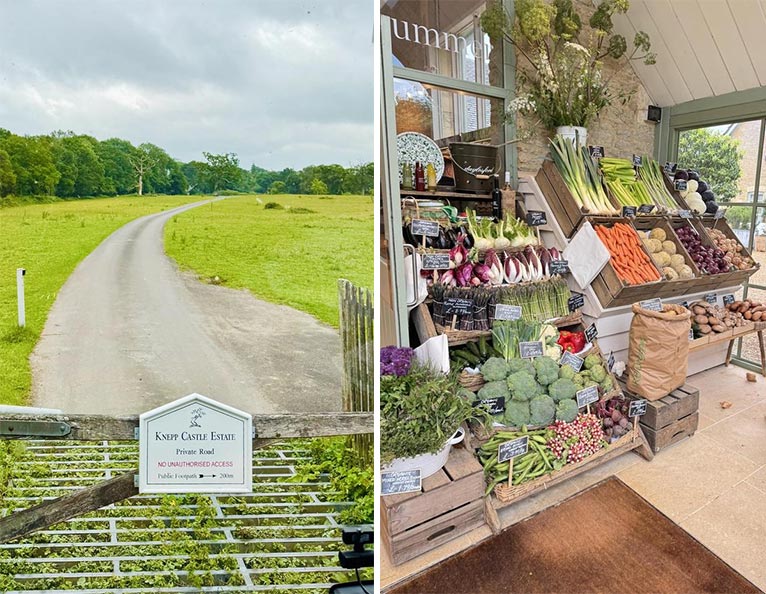 『Knepp Castle Estate『Rewilded Garden』ネップ城 リワイルディング・ガーデン』吉谷桂子のガーデンダイアリー ～花と緑と豊かに暮らすガーデニング手帖～