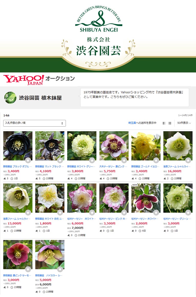 どれも1点もの！ 2026年初入荷 クリスマスローズのオークション開催中Yahoo!オークション 渋谷園芸 植木鉢屋