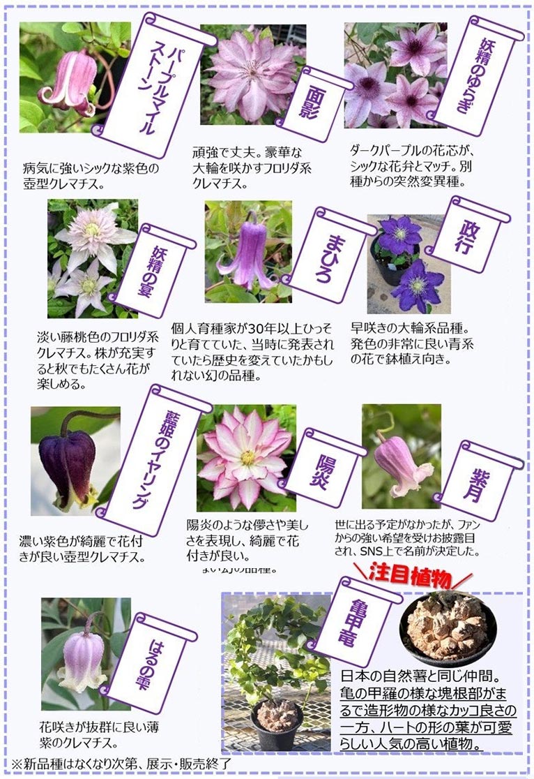 2026年3月13・14日『春の花々とクレマチス展2026』サンシャインシティ　世界初公開新品種（10種）・注目植物＊あなたはどれ推し・・・？