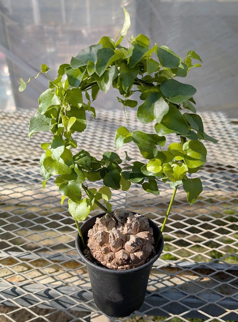 2026年3月13・14日『春の花々とクレマチス展2026』サンシャインシティ　販売コーナー　人気を誇る塊根植物「亀甲竜」