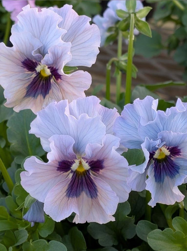 2026年3月13・14日『春の花々とクレマチス展2026』サンシャインシティ　販売コーナー　ビオラレディ