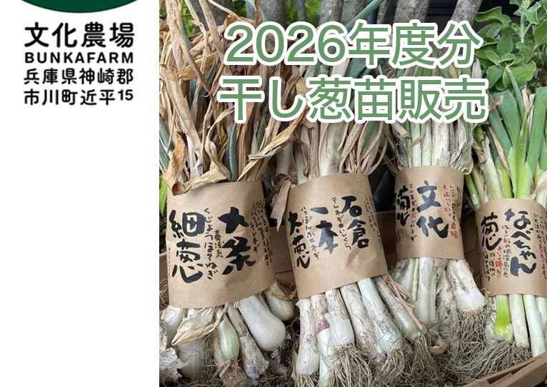 2026年度の長ネギ苗 1000本 予約受付中】『2026年度分 干し葱苗販売』有限会社 文化農場 – Gadenet