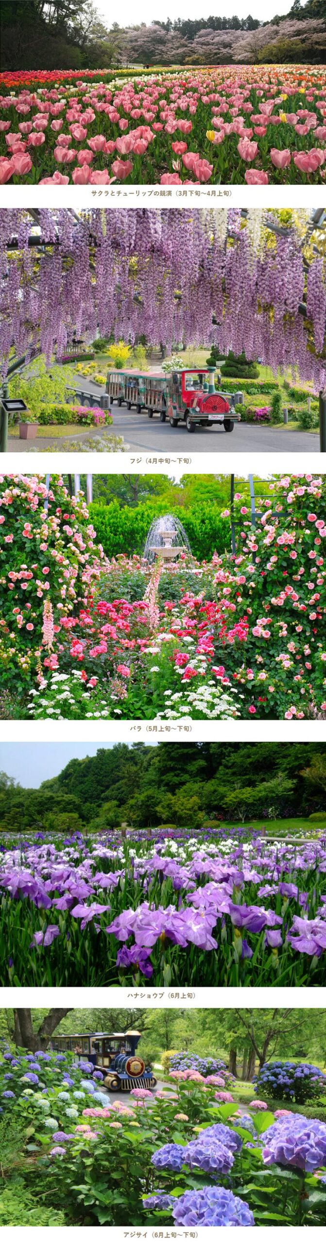 2026年3月22日～6月7日『浜名湖花フェスタ2026』はままつフラワーパーク会場の花の見どころ