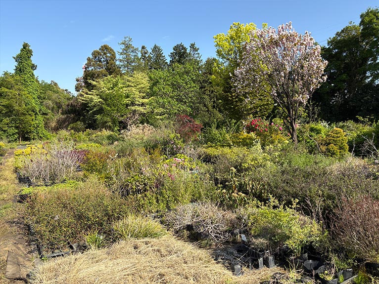 2026年4月18日開催　現地集合！JGNナーセリーツア『【特別公開】プロの圃場を巡る レア樹木探索＠古以津美園芸』4．多種類の樹木が育てられ、中には大きく育った姿のものも