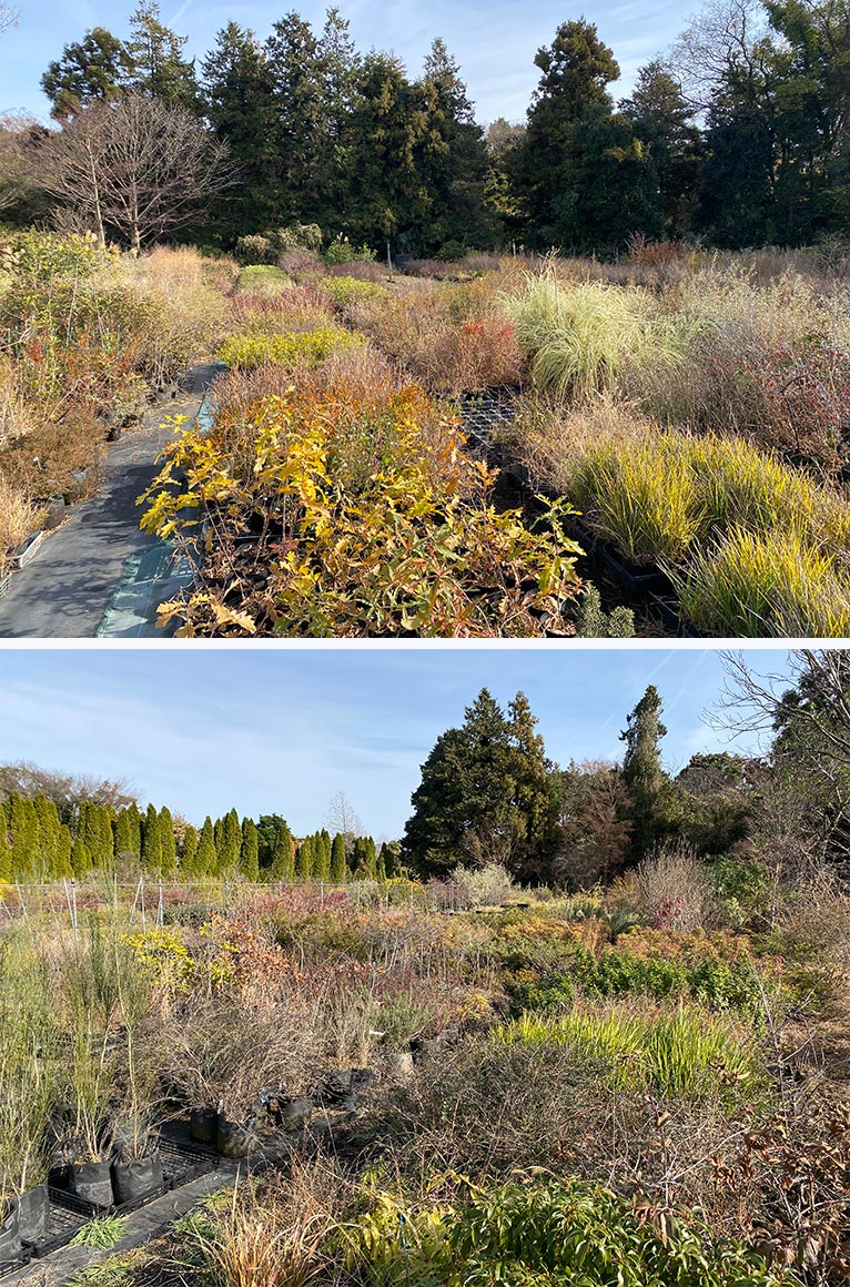 2026年4月18日開催　現地集合！JGNナーセリーツア『【特別公開】プロの圃場を巡る レア樹木探索＠古以津美園芸』圃場はまさに“樹木の宝庫