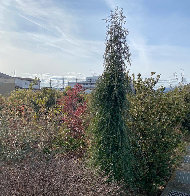 2026年4月18日開催　現地集合！JGNナーセリーツア『【特別公開】プロの圃場を巡る レア樹木探索＠古以津美園芸』枝が横に広がらないヤポンノキ’八剱枝垂’