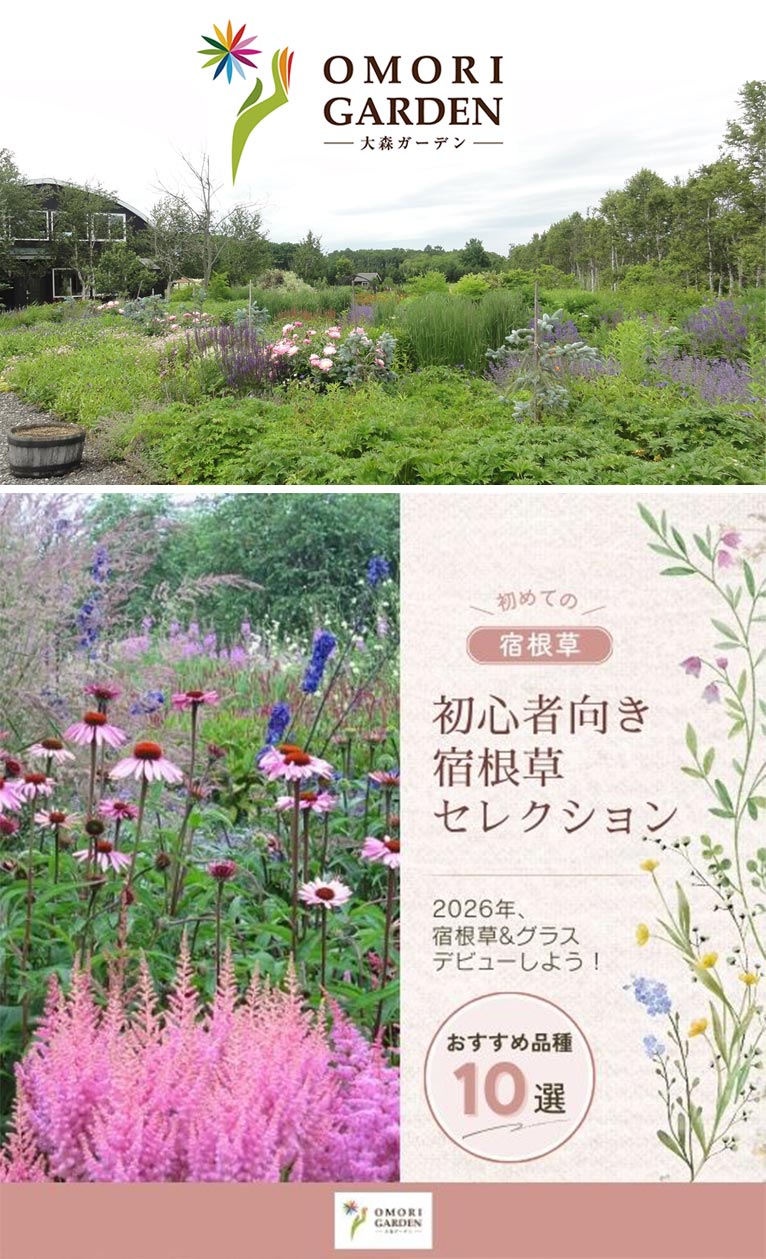 『初心者向き宿根草セレクション10種』大森ガーデン
