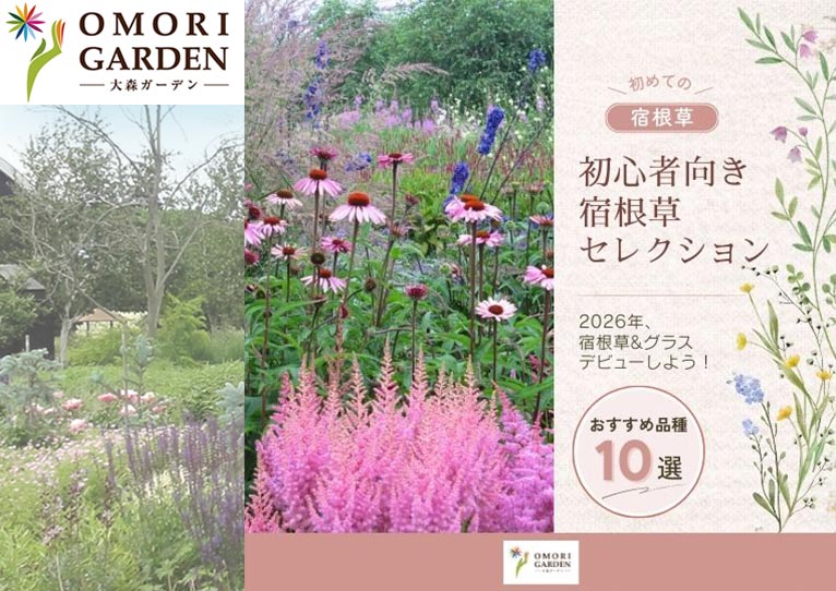 初心者向き宿根草セレクション10種』大森ガーデン – Gadenetガデネット