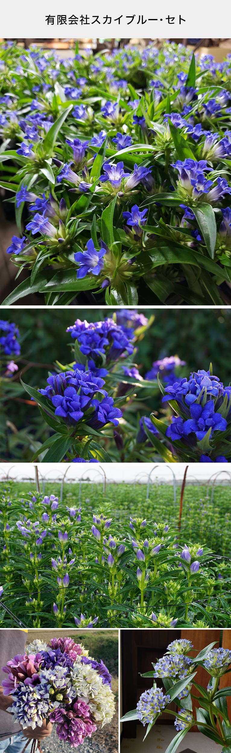 有限会社スカイブルー・セト　紹介ページ