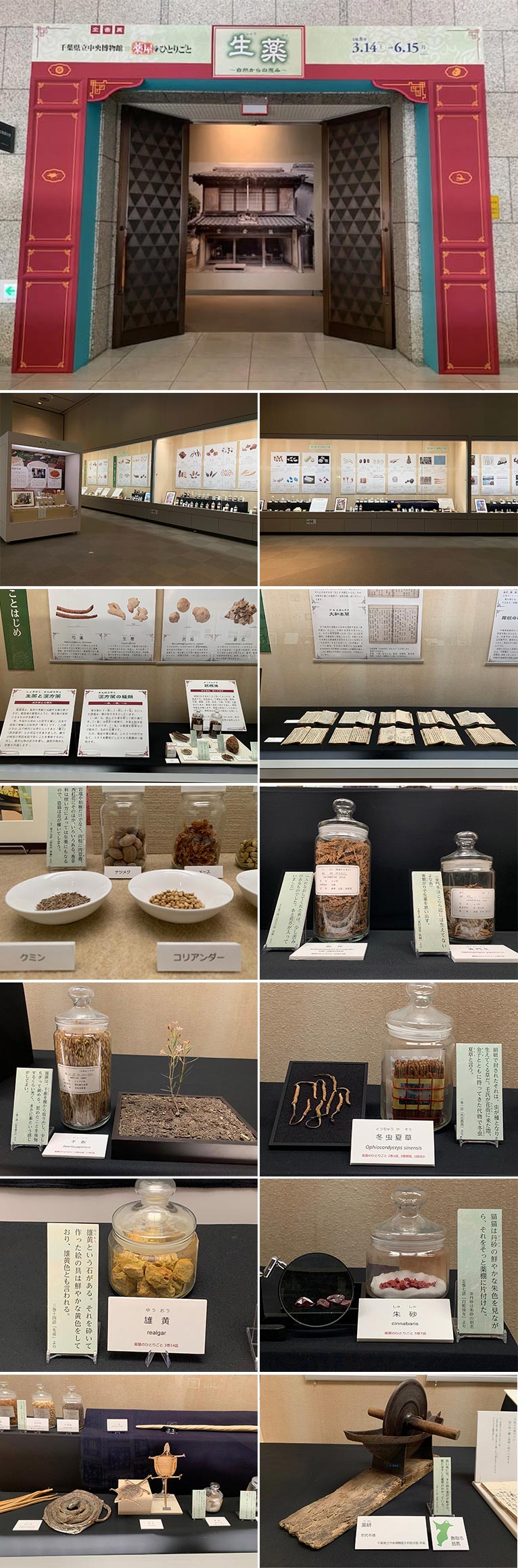 2026年3月14日～6月15日　企画展 千葉県立中央博物館 × 薬屋のひとりごと　『生薬〜自然からの恵み〜』4月29日(申込締切4月15日)『トークショー「毒と薬」』日向夏氏・山崎真巳氏