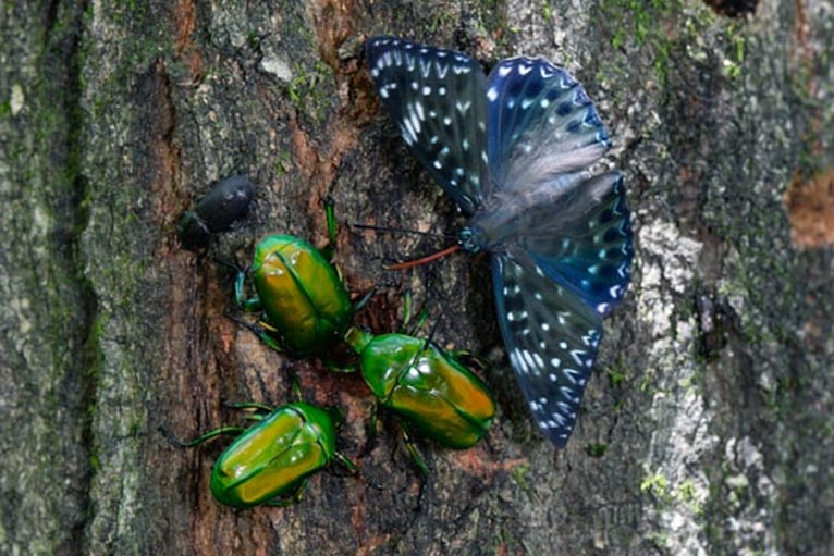 赤城自然園森を愉しむプログラム　筒井学さんの昆虫観察と撮影教室【要予約】
