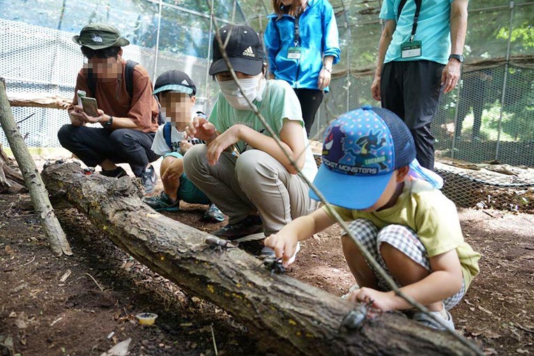 赤城自然園期間限定イベントFJネクスト × 赤城自然園　夏休みカブトムシ・クワガタムシ展 2026【無料】【カブトムシ 観察小屋】