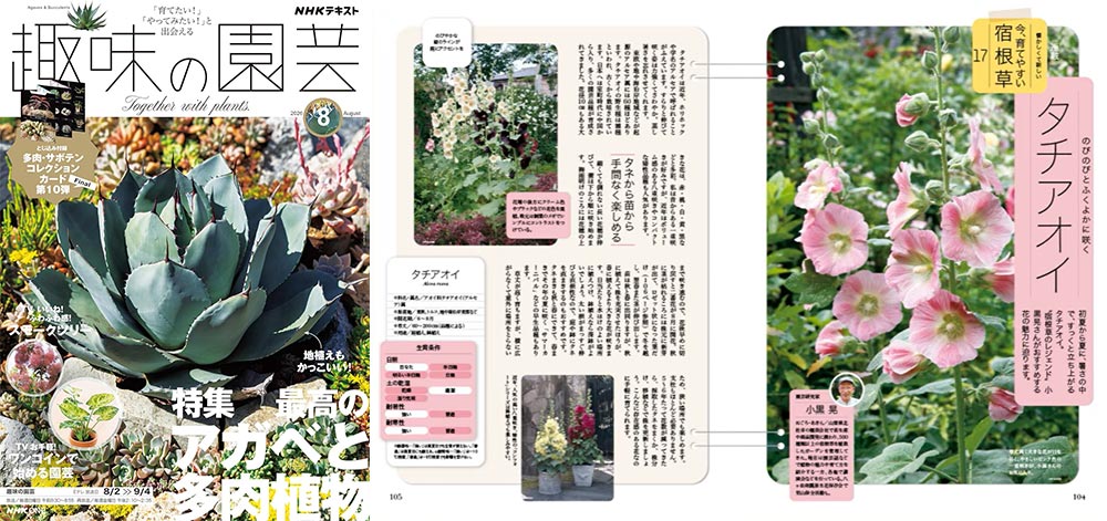 NHK趣味の園芸2026.7月号【連載】懐かしくて新しい 今、育てやすい 宿根草　第16回「ヘメロカリス」JGN創立メンバー 園芸家 小黒 晃氏