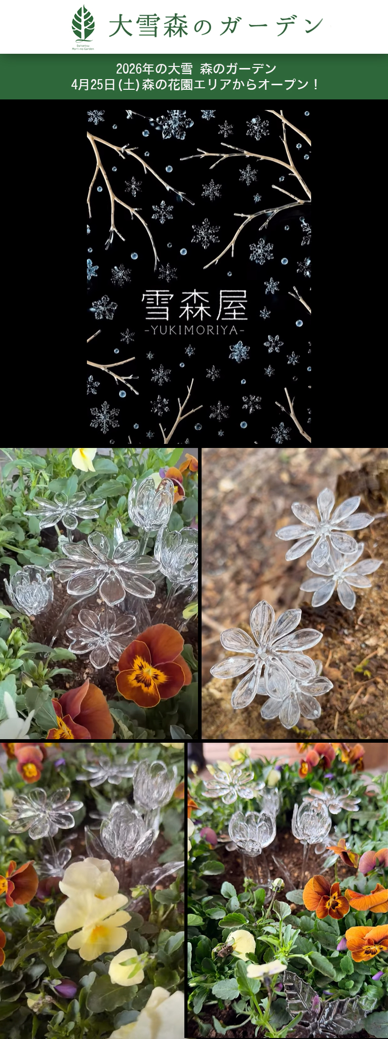 2026年4月25日ガラス作家 雪森屋 小さな春の展示『Glass flowers bloom』2026年の大雪 森のガーデン 4月25日(土)森の花園エリアからオープン！