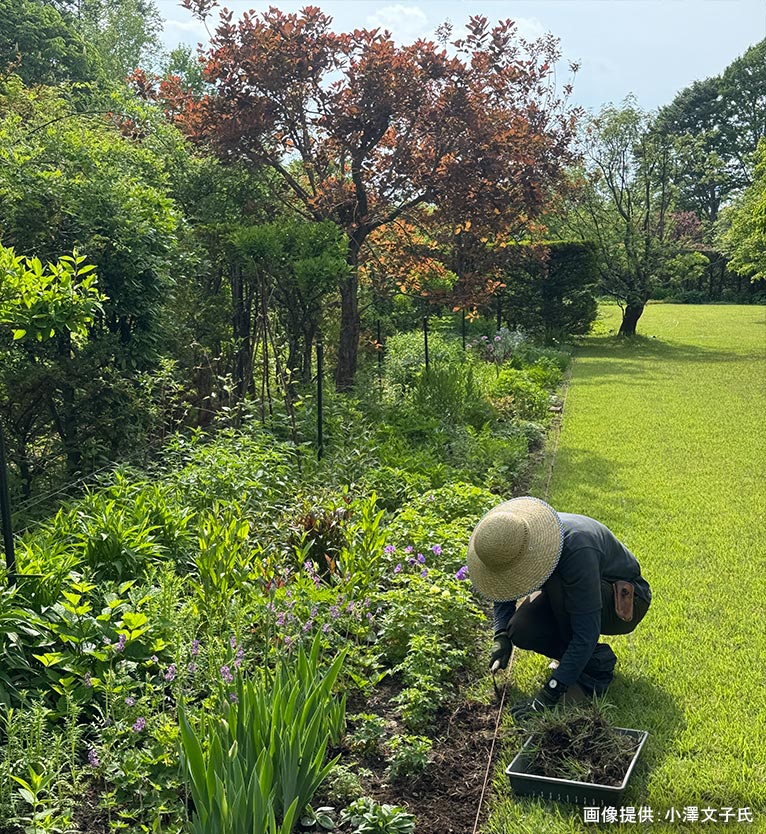 2026年5月24日 JGN 庭の実践講座『恵泉蓼科ガーデンに学ぶ』～プロに学ぶ植栽管理と、季節を愛でる庭作業体験～講師：JGN創立メンバー・恵泉蓼科ガーデン ガーデン長 小澤 文子氏 季節の管理作業（イメージ）