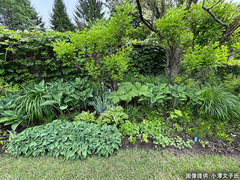 2026年5月24日 JGN 庭の実践講座『恵泉蓼科ガーデンに学ぶ』～プロに学ぶ植栽管理と、季節を愛でる庭作業体験～講師：JGN創立メンバー・恵泉蓼科ガーデン ガーデン長 小澤 文子氏 フォンテンガーデン（5月下旬）