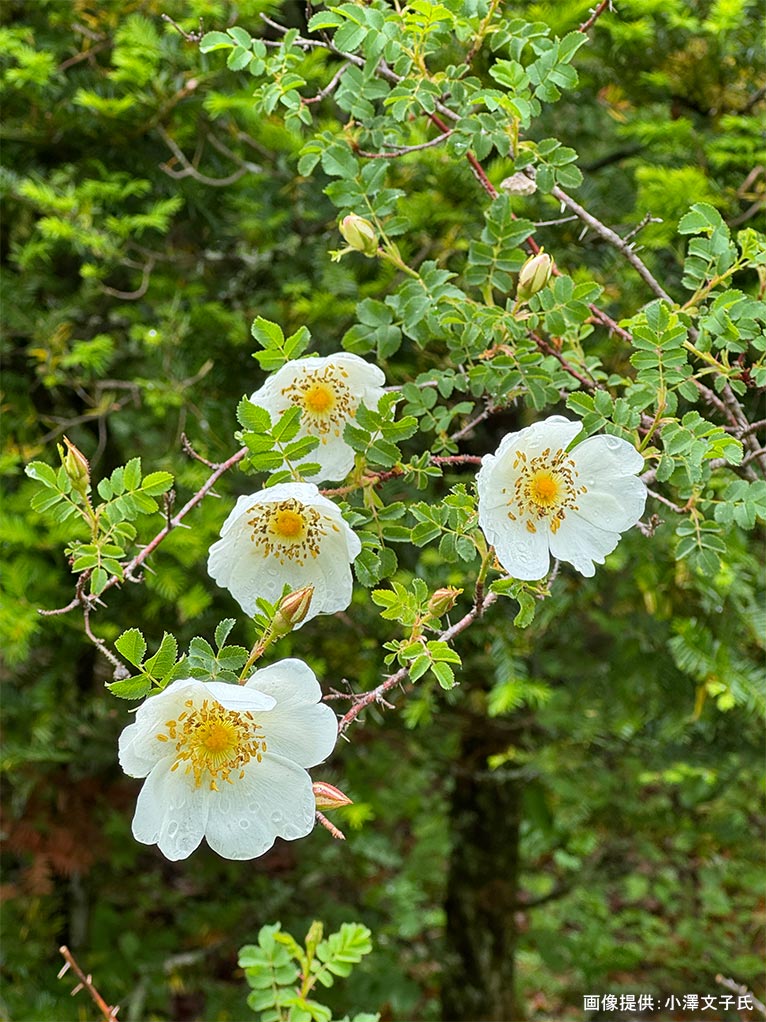 2026年5月24日 JGN 庭の実践講座『恵泉蓼科ガーデンに学ぶ』～プロに学ぶ植栽管理と、季節を愛でる庭作業体験～講師：JGN創立メンバー・恵泉蓼科ガーデン ガーデン長 小澤 文子氏 ロサ・スピノシシマ（5月下旬）