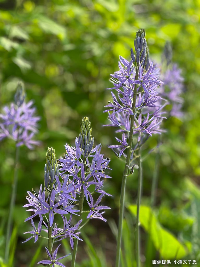 2026年5月24日 JGN 庭の実践講座『恵泉蓼科ガーデンに学ぶ』～プロに学ぶ植栽管理と、季節を愛でる庭作業体験～講師：JGN創立メンバー・恵泉蓼科ガーデン ガーデン長 小澤 文子氏 カマッシア（5月下旬）