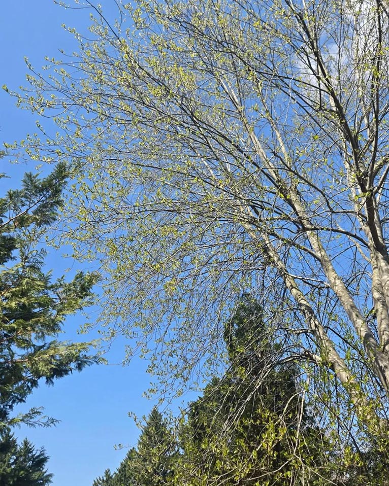 真鍋庭園 2026シーズン4月25日OPEN!