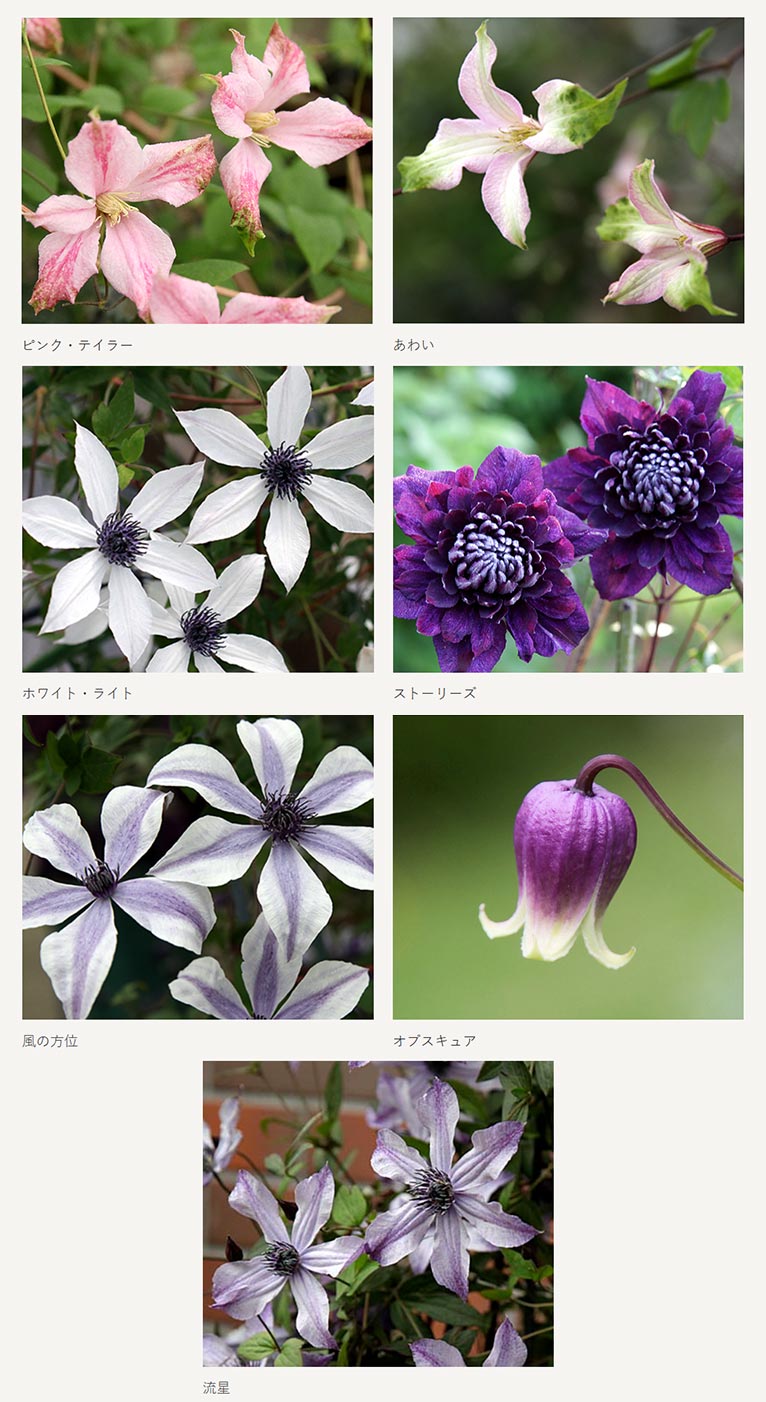 『イーサゴ ナーセリー&ガーデン 2026』及川フラグリーン　クレマチス人気7品種の販売日について